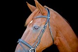 HOOFDST-LJ-NEW-CLASSIC-COMB-ZWART-PONY